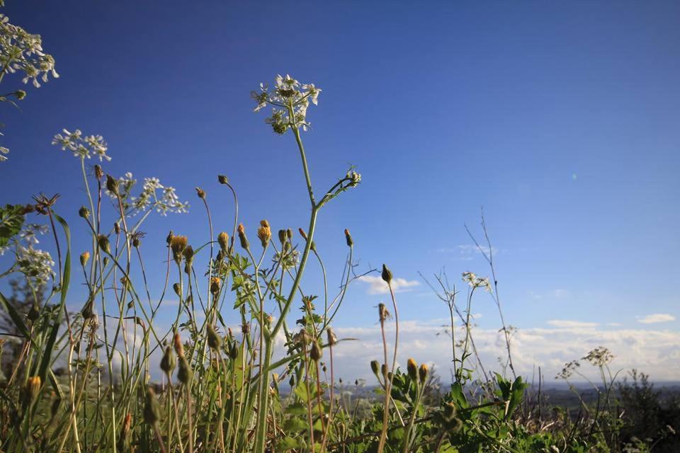 Agriturismo Il Piastrino Vinci Bagian luar foto